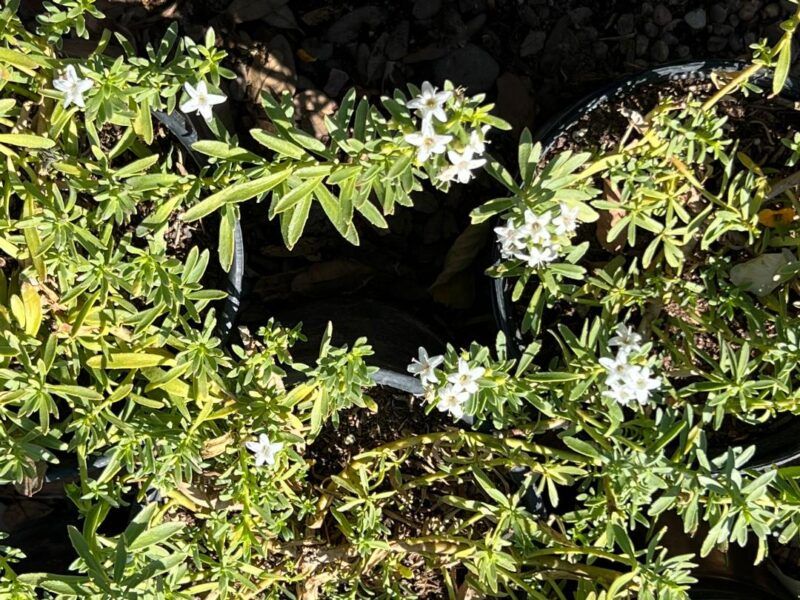 Meet Creeping Myoporum Meet Creeping Myoporum