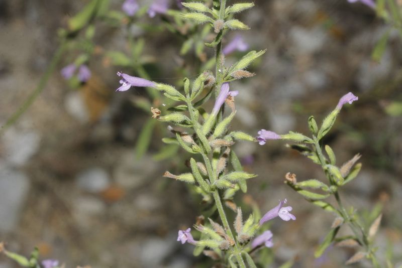 Meet Drummond's False Pennyroyal