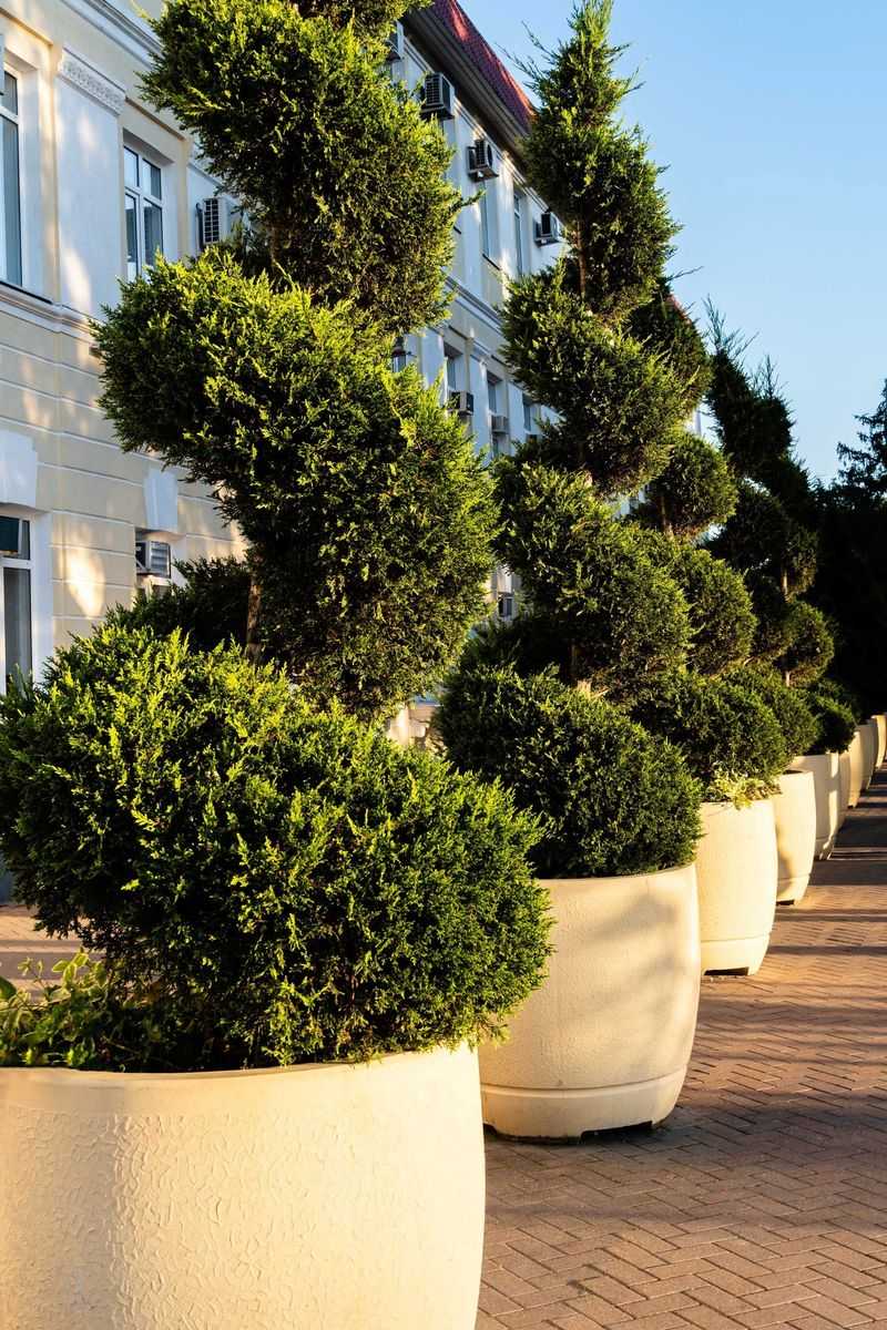 Meet Eastern Red Cedar