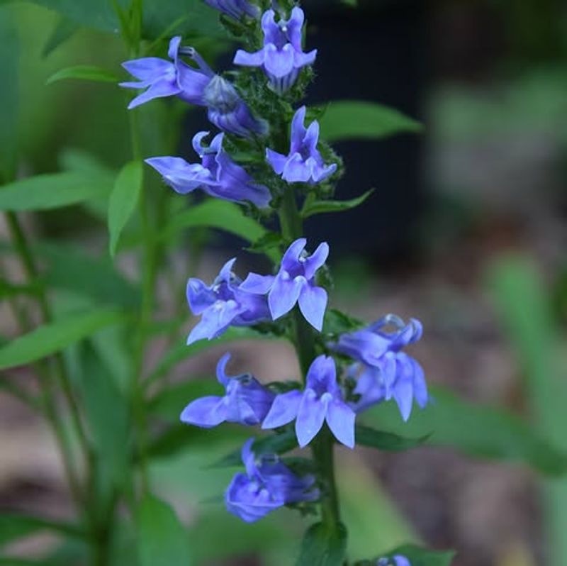 Meet Great Blue Lobelia