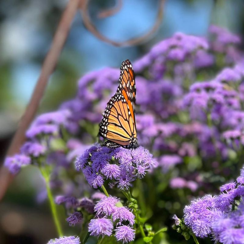 Meet Gregg's Blue Mistflower