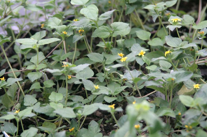 Meet Horseherb, The Texas Native Groundcover Meet Horseherb, The Texas Native Groundcover