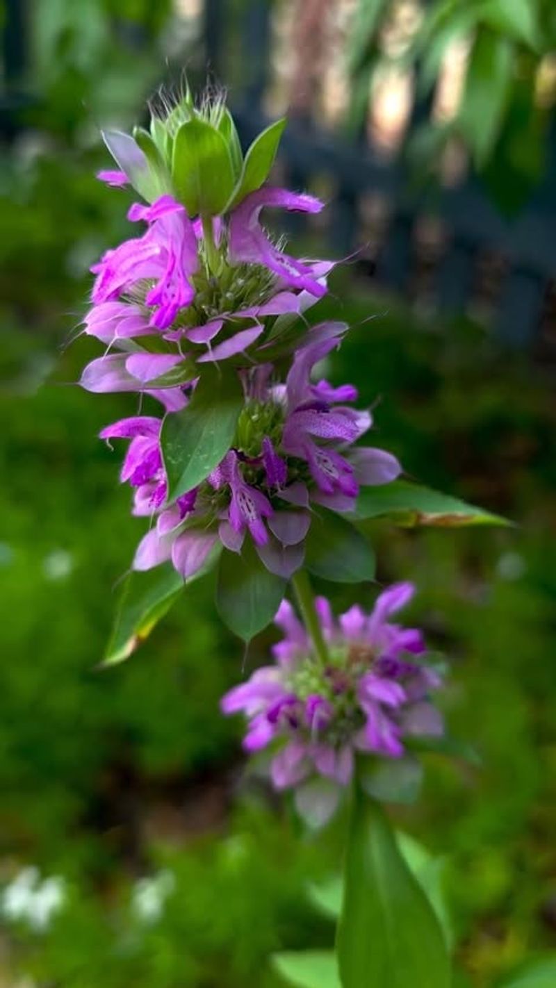Meet Lemon Beebalm