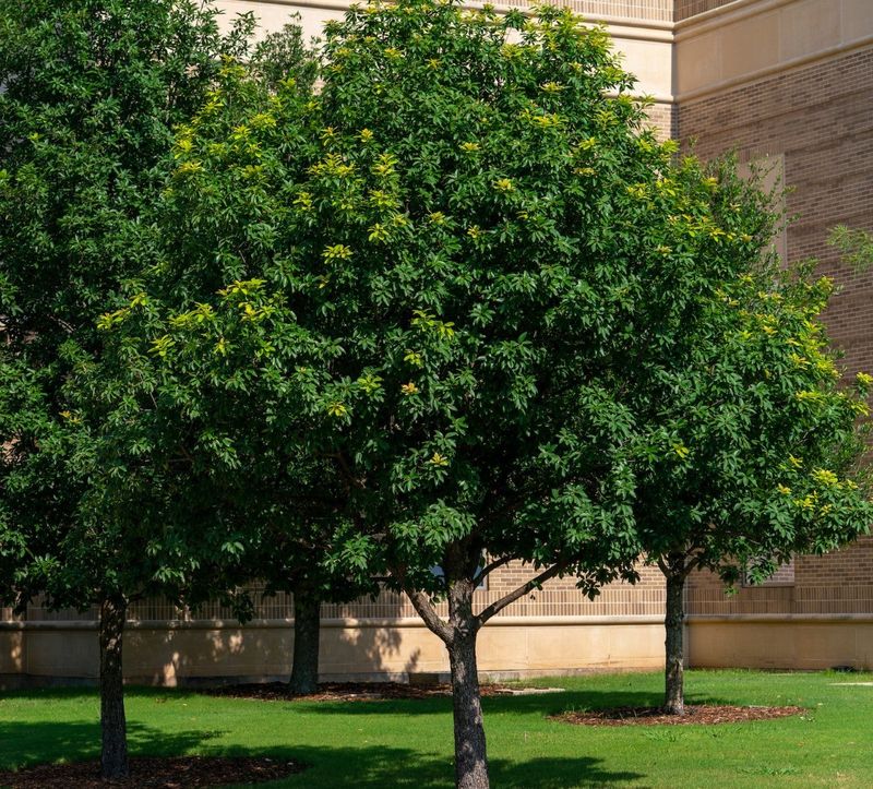 Meet Monterrey Oak Meet Monterrey Oak