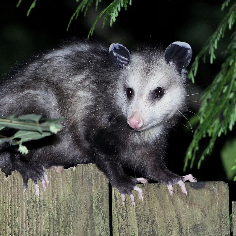 Meet North Carolina’s Nighttime Visitor Meet North Carolina’s Nighttime Visitor