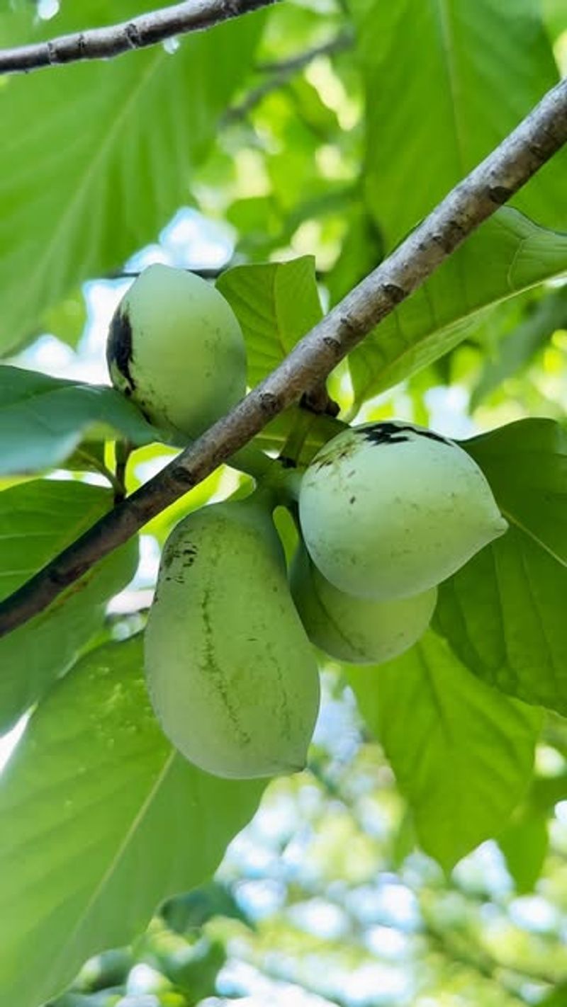 Meet North Carolina’s Overlooked Pawpaw