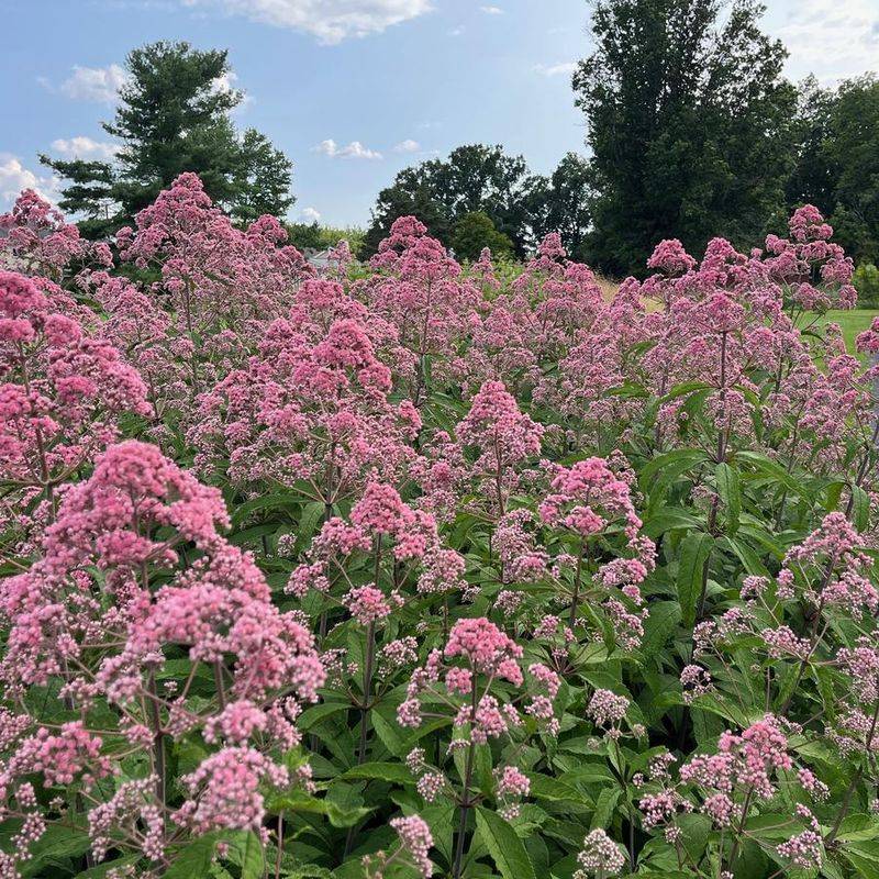 Meet North Carolina’s Towering Joe-Pye Weed