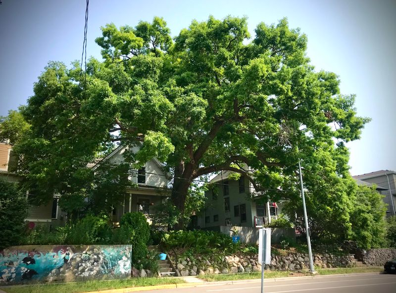 Meet One Of Illinois' Most Valuable Shade Trees