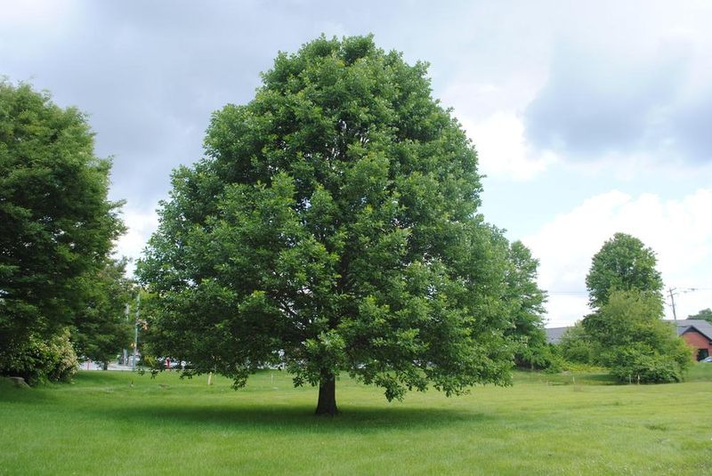 Meet Swamp White Oak