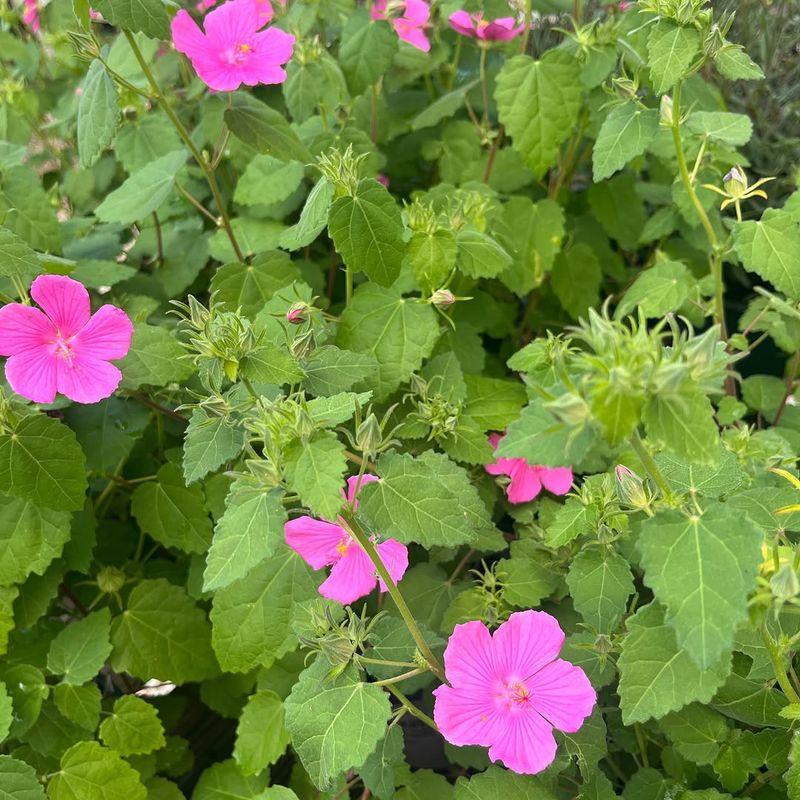 Meet Texas Rock Rose