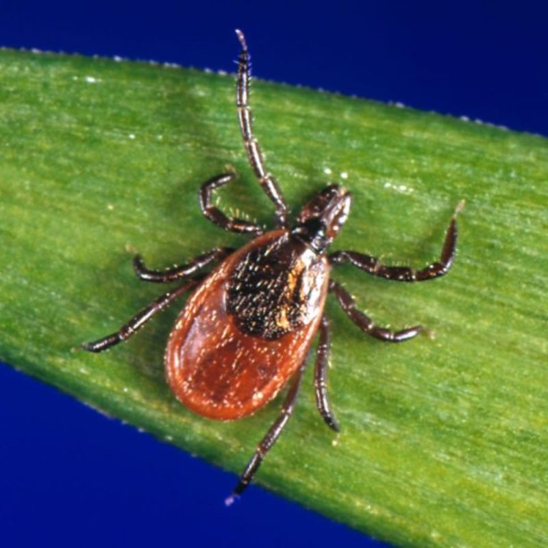 Meet The Blacklegged Tick