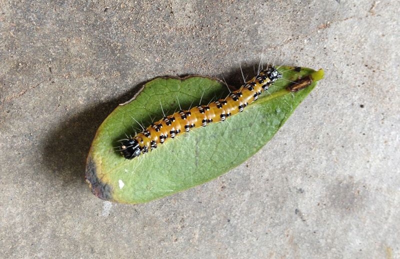 Meet The Caterpillar Targeting Texas Mountain Laurel Meet The Caterpillar Targeting Texas Mountain Laurel