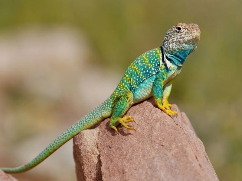Meet The Colorful Collared Lizard