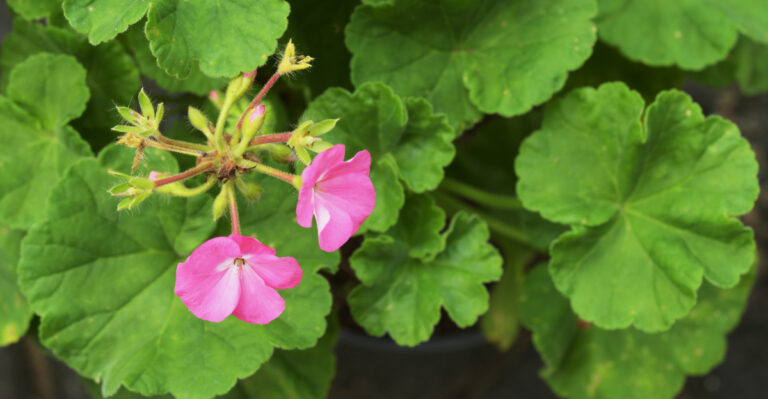 Meet The Culprit Eating Your Colorado Geraniums From The Inside Out