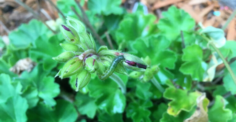 Meet The Culprit Eating Your Geraniums From The Inside Out