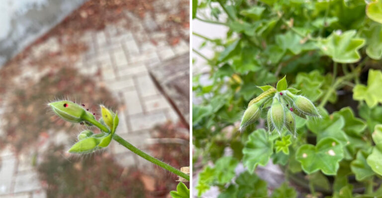 Meet The Culprit Eating Your Virginia Geraniums From The Inside Out