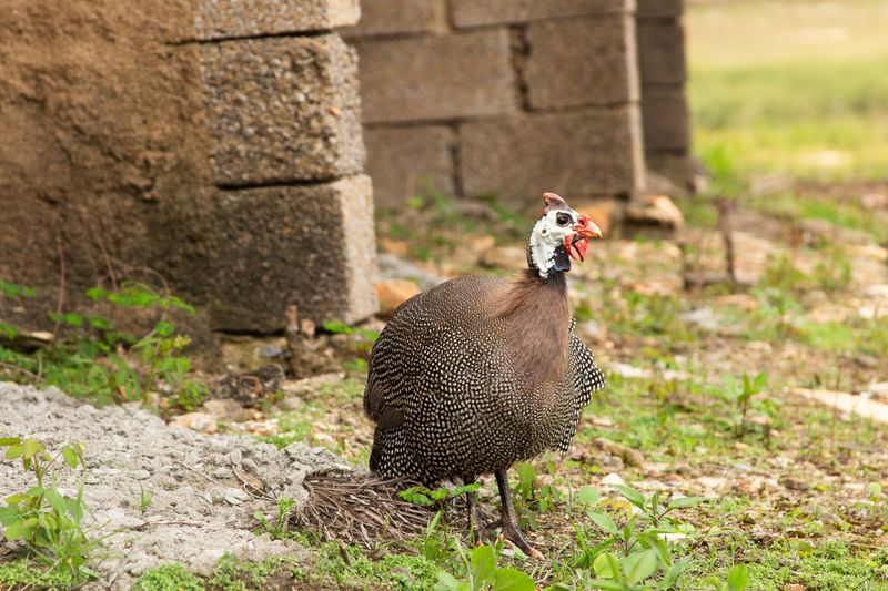 Meet The Farm Bird Known For Reducing Ticks Meet The Farm Bird Known For Reducing Ticks