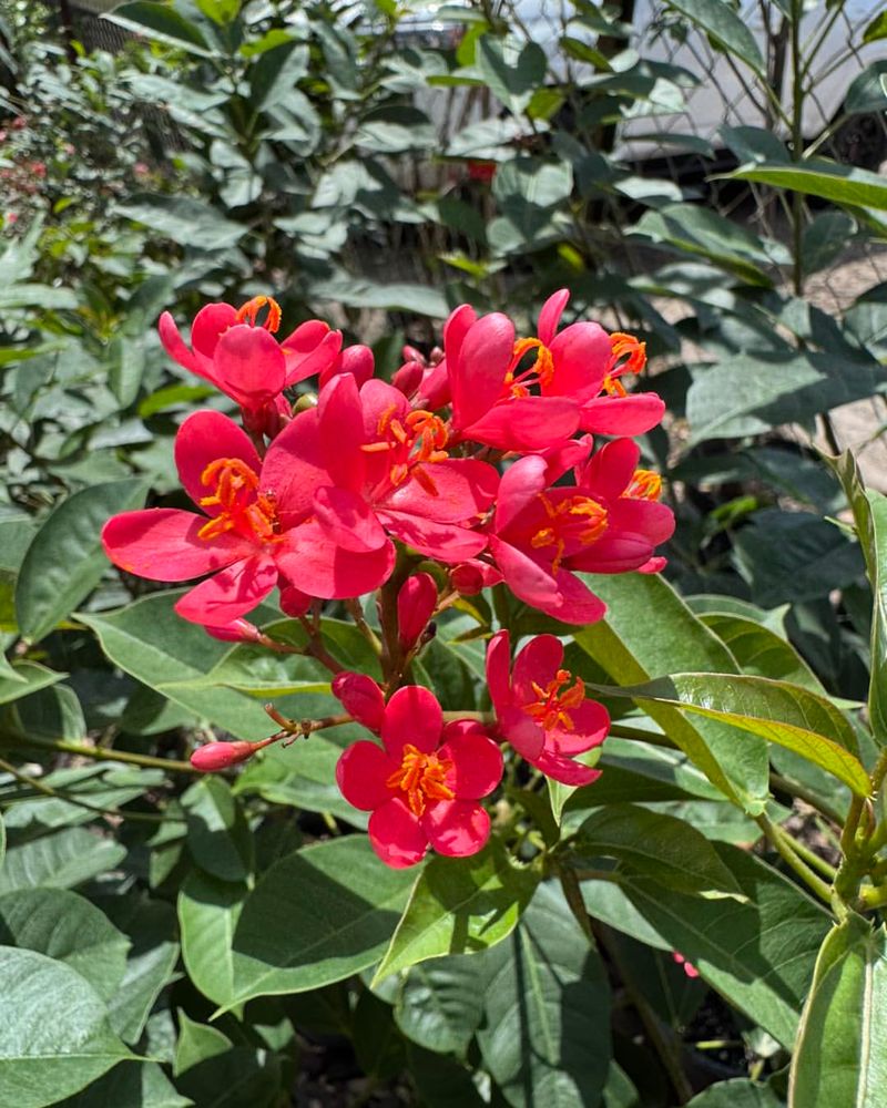 Meet The Heat-Loving Firecracker Jatropha Meet The Heat-Loving Firecracker Jatropha