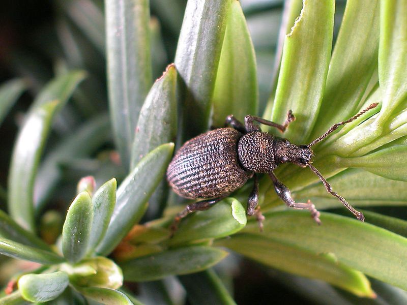 Meet The Invasive Pest Hiding In Plain Sight