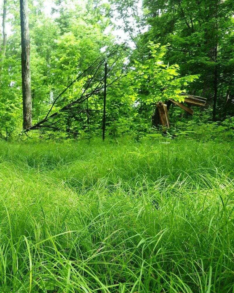 Meet The Native Plant Replacing Traditional Turf Meet The Native Plant Replacing Traditional Turf