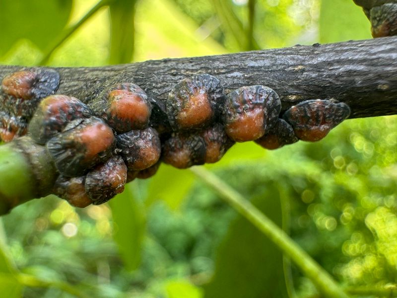 Meet The Pest Hiding On Tulip Poplar Branches