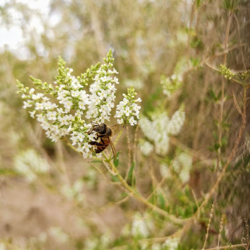 Meet The Shrub Turning Arizona Yards Into Pollinator Hangouts Meet The Shrub Turning Arizona Yards Into Pollinator Hangouts