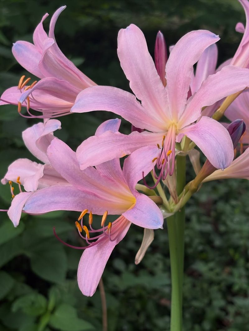 Meet The Surprise Lily Hiding Under Your Lawn Meet The Surprise Lily Hiding Under Your Lawn
