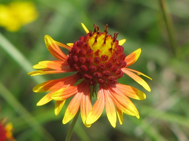 Meet the Plant Behind the Promise