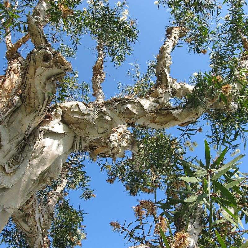 Melaleuca Remains One Of The Most Regulated Invaders Melaleuca Remains One Of The Most Regulated Invaders