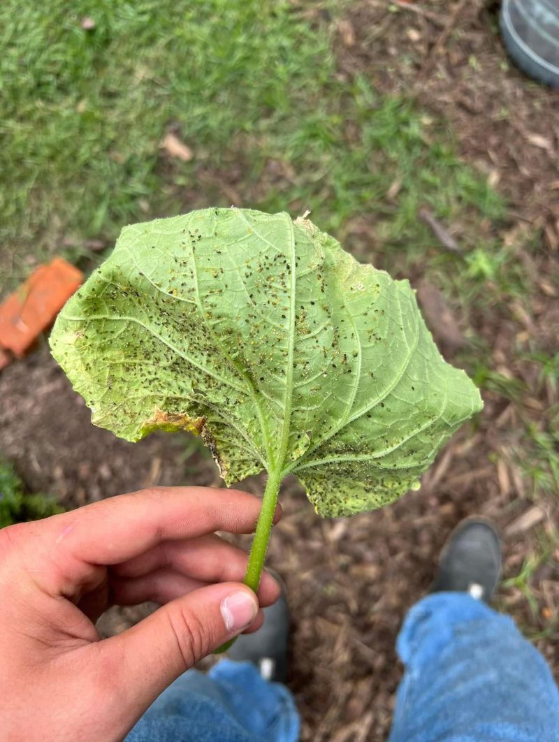 Melon Aphids Feeding Beneath The Leaves