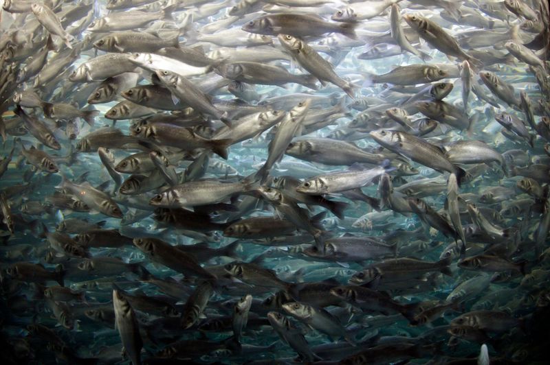 Menhaden Decline Strains Predators Nearby