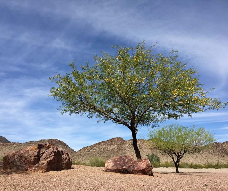 Mesquite May Thin Out During Long Dry Spells Mesquite May Thin Out During Long Dry Spells