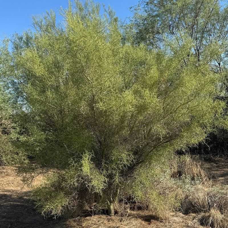 Mesquite Trees Cast Broad Natural Shade