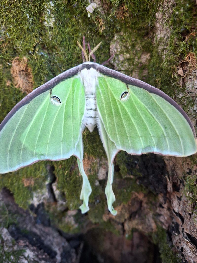 Messy Edges Bring Luna Moths Back Messy Edges Bring Luna Moths Back