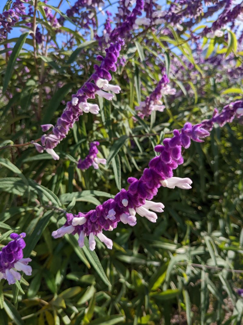Mexican Bush Sage Carries Purple Into Frost Mexican Bush Sage Carries Purple Into Frost