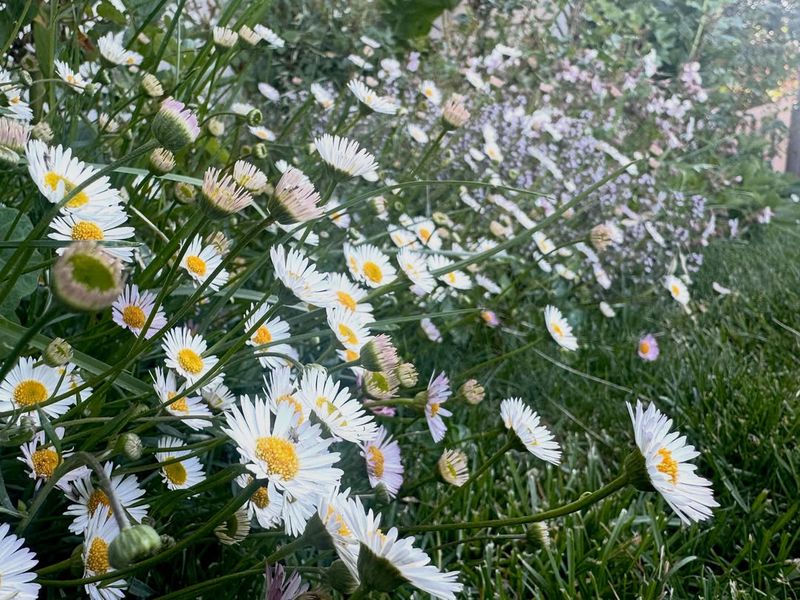 Mexican Daisy Spreads Far Beyond The Border