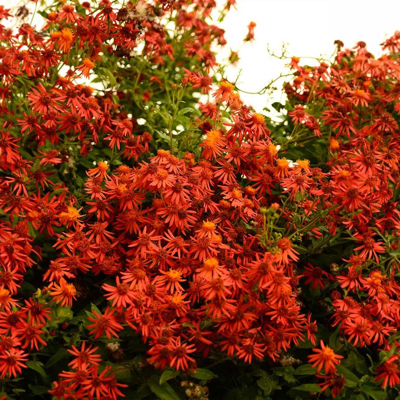 Mexican Flame Vine Adds Warm-Season Color Fast Mexican Flame Vine Adds Warm-Season Color Fast