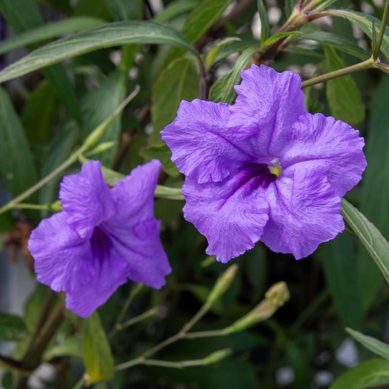 Mexican Petunia