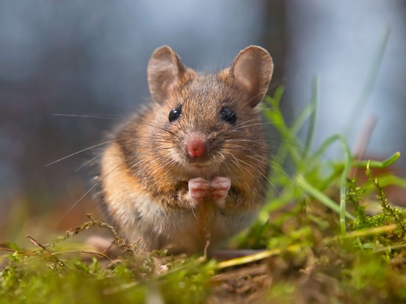 Mice And Deer Make Yard Edges Even More Attractive Mice And Deer Make Yard Edges Even More Attractive