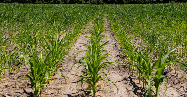 corn curl leaves