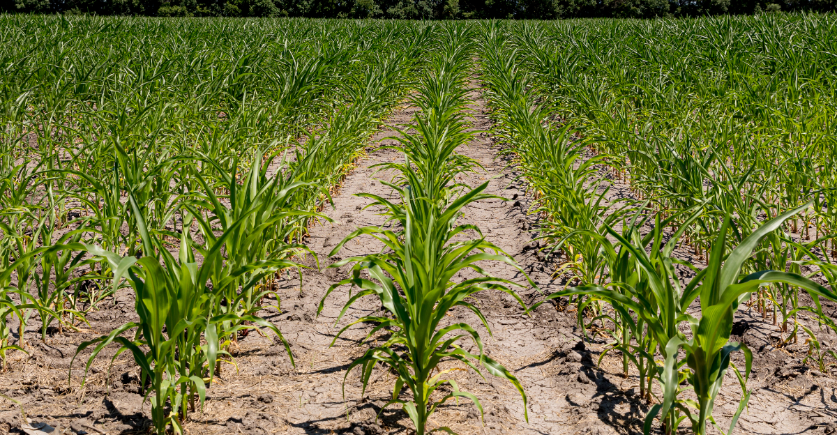 corn curl leaves