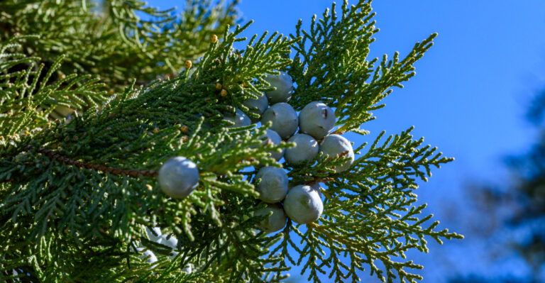 Image Credit: © Oleg Kovtun Hydrobio / Shutterstock