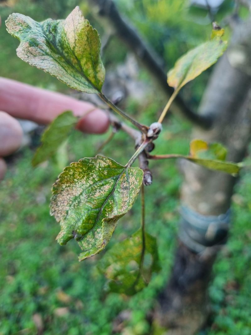 Michigan Drought Stress Can Produce Similar Leaf Loss