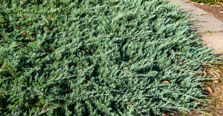creeping juniper