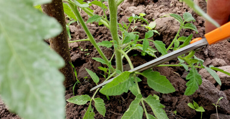 pruning tomatoes