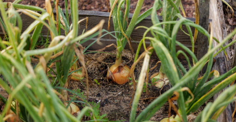 Michigan Gardeners, These Onion Top Signs Mean It’s Time To Stop Watering
