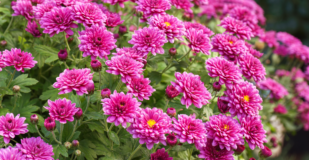 pink chrysanthemums