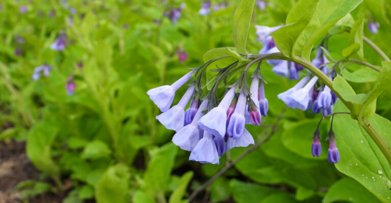 Michigan Shade Gardens Need These Plants Deer Are Less Likely To Bother
