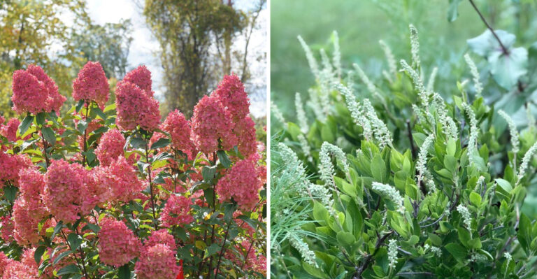 Michigan Shrubs That Look Their Best In August And Require Almost No Care