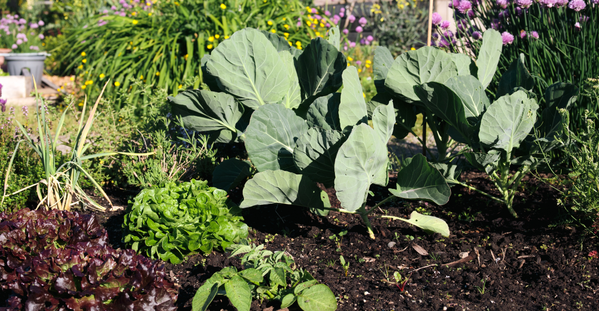vegetable garden